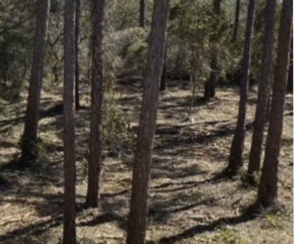 Land after clearing and preparation