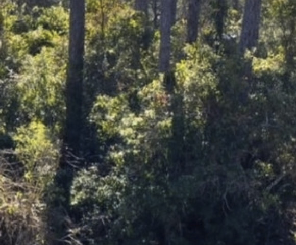 Land before clearing